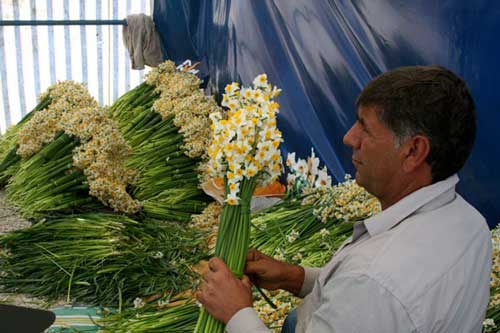 جشنواره گل نرگس