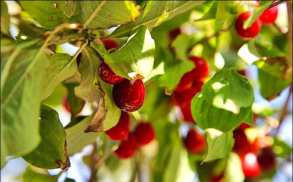 جشن زغال اخته، جشن شکرگزاری است ، درروستا هیربرپامی‌شود