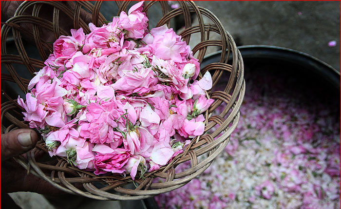 آیین‌های گل‌چینی و گلاب‌گیری در قمصر و سایر نقاط کاشان هر سال از اوایل اردیبهشت ماه آغاز می‌شود