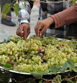 یکی از مراسم بسیار جالب در آذربایجان جشن انگور میباشد. قدمت این جشن که به چند هزار قبل میرسد